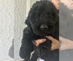 Small #7 Goldendoodle