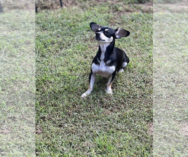 Medium Photo #6 Chiweenie Puppy For Sale in Lakemont, GA, USA