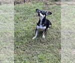 Small Photo #6 Chiweenie Puppy For Sale in Lakemont, GA, USA
