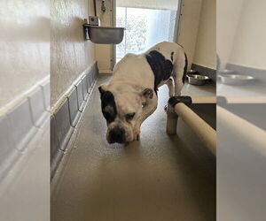 Bulldog-Unknown Mix Dogs for adoption in Sanford, FL, USA