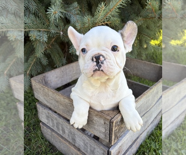 Medium Photo #2 French Bulldog Puppy For Sale in MIDDLEBURY, IN, USA