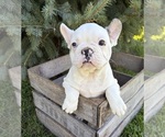 Leo - Male French Bulldog Puppy for Sale - Photo #2