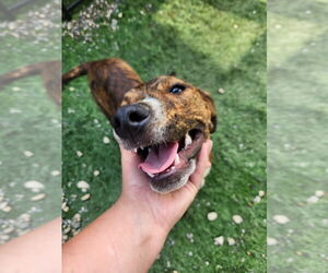 Plott Hound-Unknown Mix Dogs for adoption in garner, NC, USA