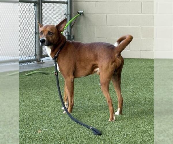 Medium Photo #2 Australian Kelpie-Unknown Mix Puppy For Sale in Baytown, TX, USA