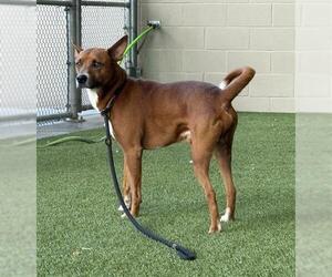 RUDY - Male Australian Kelpie-Unknown Mix Dog for Adoption - Photo #2