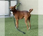 Small Photo #2 Australian Kelpie-Unknown Mix Puppy For Sale in Baytown, TX, USA