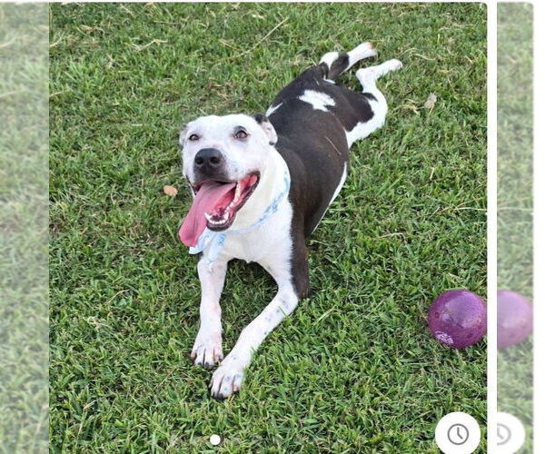 Medium Photo #2 American Pit Bull Terrier-Unknown Mix Puppy For Sale in Oakhurst, NJ, USA
