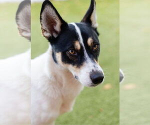 Mutt Dogs for adoption in Canton, CT, USA