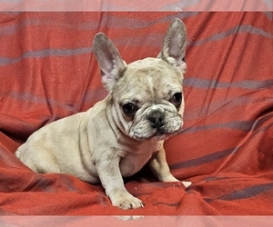French Bulldog Puppy for sale in PROVIDENCE, RI, USA