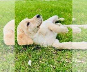 Labrador Retriever Puppy for sale in GREENFIELD, IN, USA