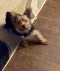 Yorkshire Terrier Puppy for sale in WICHITA, KS, USA