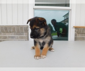 Alaskan Husky-German Shepherd Dog Mix Puppy for sale in KIMMELL, IN, USA