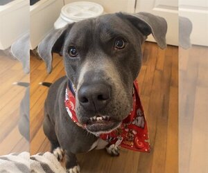 Cooper - Male American Staffordshire Terrier-Labrador Retriever Mix Dog for Adoption - Photo #3
