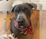 Small #2 American Staffordshire Terrier-Labrador Retriever Mix