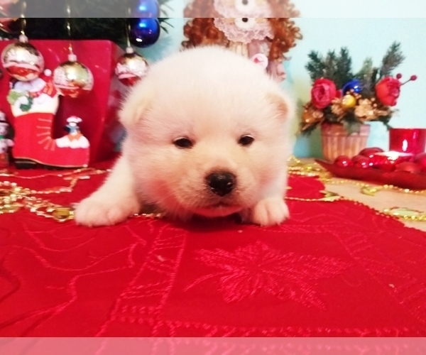 Medium Photo #16 Akita Puppy For Sale in Chisinau, Chisinau Municipality, Moldova