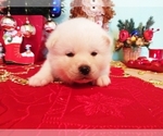 Small Photo #16 Akita Puppy For Sale in Chisinau, Chisinau Municipality, Moldova