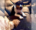 Small #3 Boxer Mix