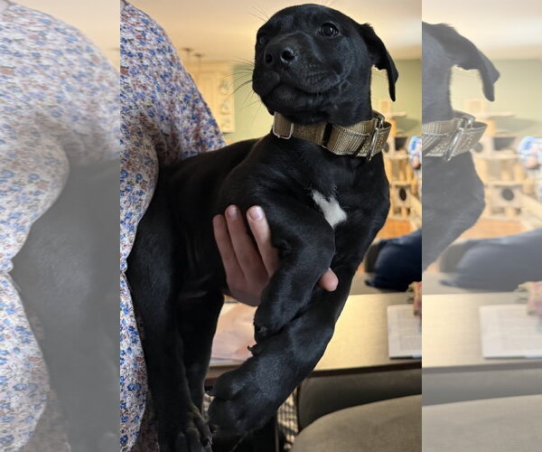 Medium Photo #1 Labrador Retriever-Unknown Mix Puppy For Sale in Garner, NC, USA