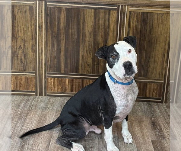 Medium Photo #2 American Pit Bull Terrier-Unknown Mix Puppy For Sale in Germantown, OH, USA
