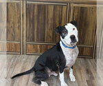 Small #1 American Pit Bull Terrier Mix