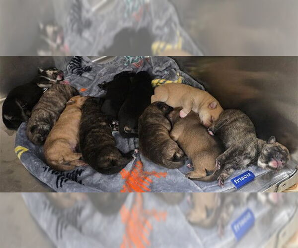 Medium Photo #1 German Shepherd Dog Puppy For Sale in Riverside, CA, USA