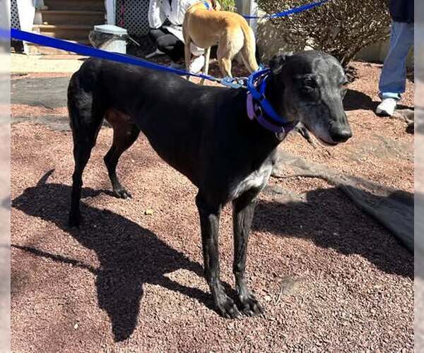 Medium Photo #5 Greyhound Puppy For Sale in Cherry Hill, NJ, USA
