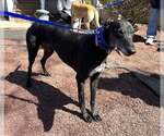 Small #4 Greyhound