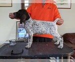 Small Photo #9 German Shorthaired Pointer Puppy For Sale in WARSAW, NY, USA
