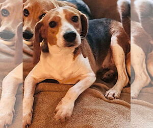 Beagle Dogs for adoption in Dunnellon, FL, USA