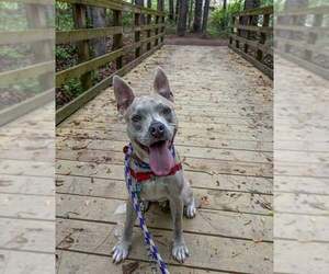 Victor - Male Bulldog-Unknown Mix Dog for Adoption - Photo #4