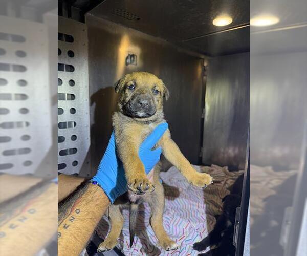 Medium Photo #1 German Shepherd Dog-Unknown Mix Puppy For Sale in San Antonio, TX, USA