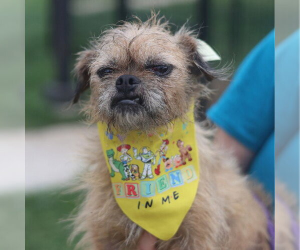 Medium Photo #1 Mutt Puppy For Sale in San Antonio, TX, USA
