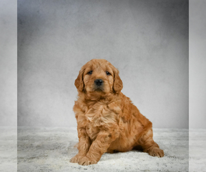 Goldendoodle Puppy for sale in ITASCA, TX, USA