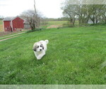 Puppy 4 Great Pyrenees