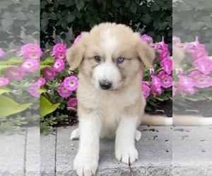 Great Pyrenees Puppy for sale in CANOGA, NY, USA