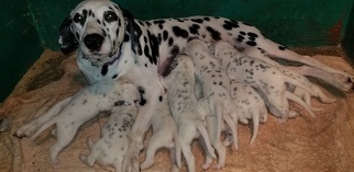 Mother of the Dalmatian puppies born on 01/09/2019
