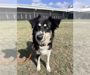 Australian Shepherd-Unknown Mix Dogs for adoption in Houston, TX, USA