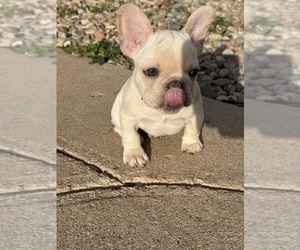 Medium French Bulldog