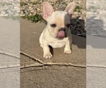 Puppy houdini French Bulldog
