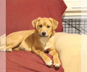 Simon - ADOPTION PENDING!!! - Male Boxer-Unknown Mix Dog for Adoption - Photo #6