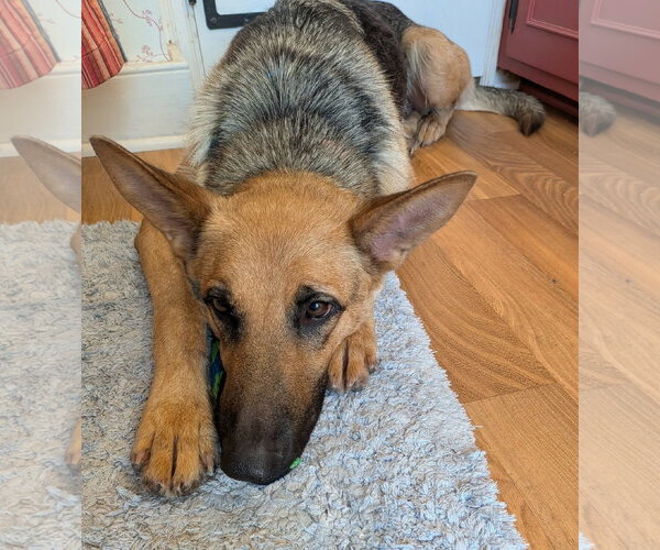 Medium Photo #3 German Shepherd Dog Puppy For Sale in Mechanicsburg, PA, USA