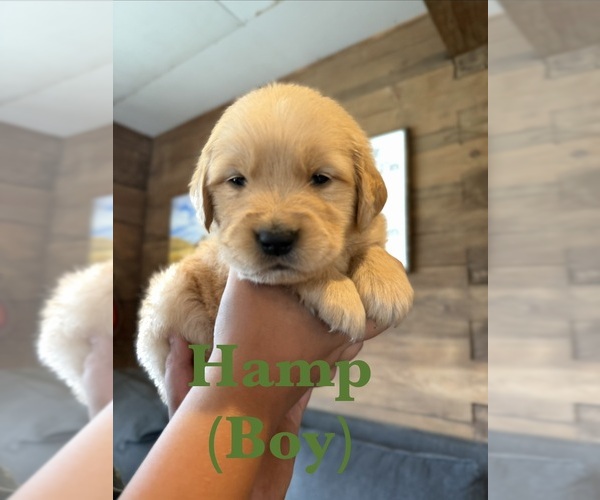 Medium Photo #8 Golden Retriever Puppy For Sale in NORTHPORT, WA, USA