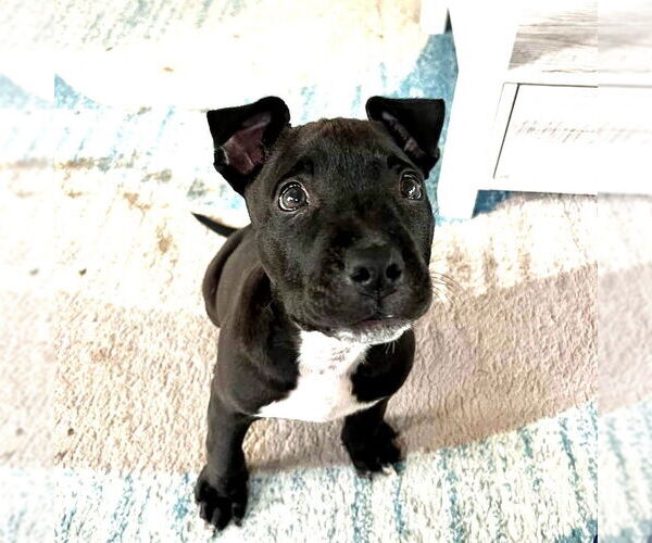 Medium Photo #1 American Staffordshire Terrier-Unknown Mix Puppy For Sale in San Juan Capistrano, CA, USA