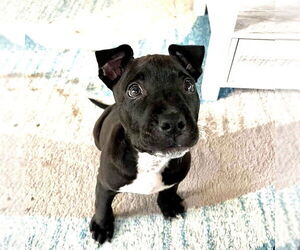 American Staffordshire Terrier-Unknown Mix Dogs for adoption in San Juan Capistrano, CA, USA