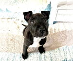 Small American Staffordshire Terrier Mix