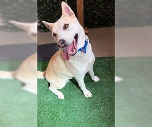 German Shepherd Dog-Siberian Husky Mix Dogs for adoption in Globe, AZ, USA