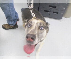 German Shepherd Dog Dogs for adoption in Ocala, FL, USA