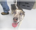 LIBERTY - Female German Shepherd Dog Dog for Adoption - Small photo