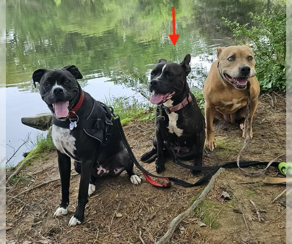 Medium Photo #7 Bulldog-Staffordshire Bull Terrier Mix Puppy For Sale in Decatur, GA, USA