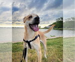 Small Labrador Retriever Mix